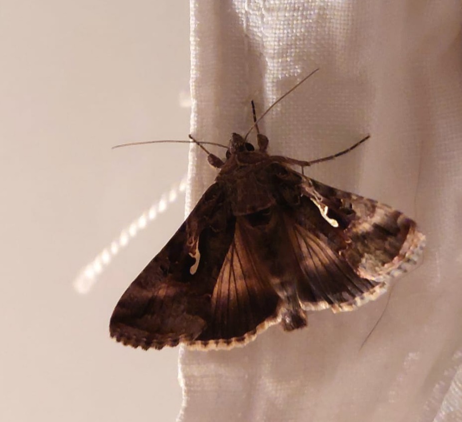 Noctuidae: Autographa gamma